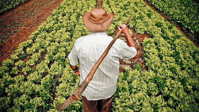 alimentação escolar