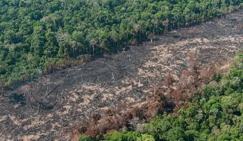 Agropecuária avançou sobre um terço da vegetação nativa nos últimos 37 anos, aponta Mapbiomas