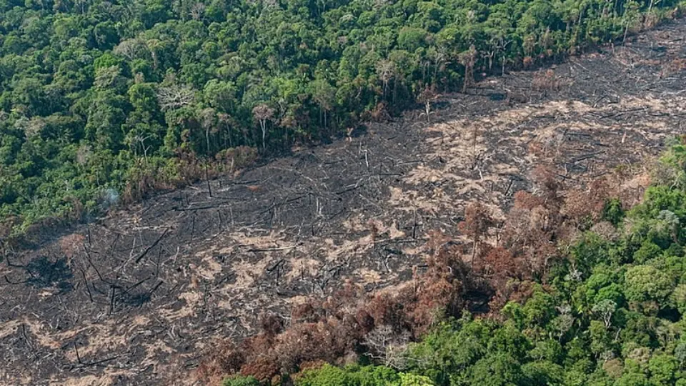 Agropecuária avançou sobre um terço da vegetação nativa nos últimos 37 anos, aponta Mapbiomas