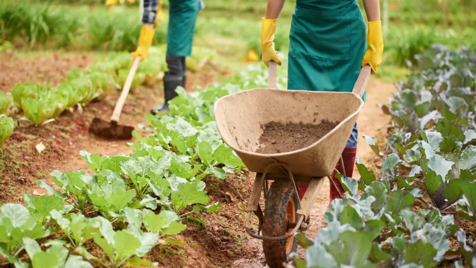 Em programa de governo, Bolsonaro fala em agronegócio sustentável apesar de ter sido responsável por índices recordes de desmatamento