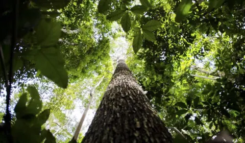 Noruega anuncia doação de US$ 60 milhões ao Fundo Amazônia