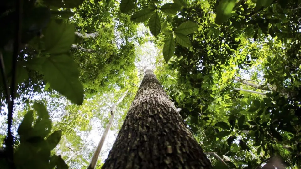 Noruega anuncia doação de US$ 60 milhões ao Fundo Amazônia