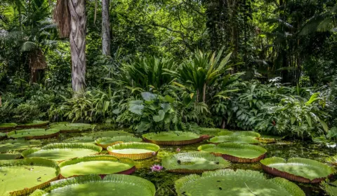 É oficial: Marina Silva anuncia restabelecimento do Fundo Amazônia, que será fortalecido