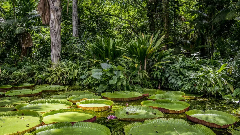 É oficial: Marina Silva anuncia restabelecimento do Fundo Amazônia, que será fortalecido