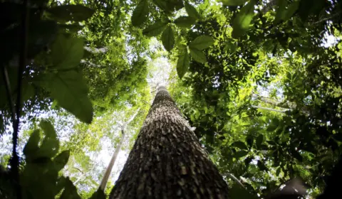 Tesouro Nacional deve emitir títulos verdes ainda em 2023 para financiar projetos ligados ao meio ambiente