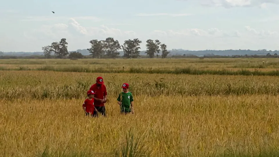 MST faz 20ª Festa da Colheita do Arroz Agroecológico e encara desafios para manter produção