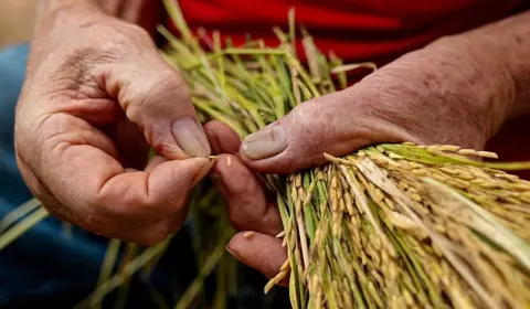 Leilão da Conab arremata 263 mil toneladas de arroz