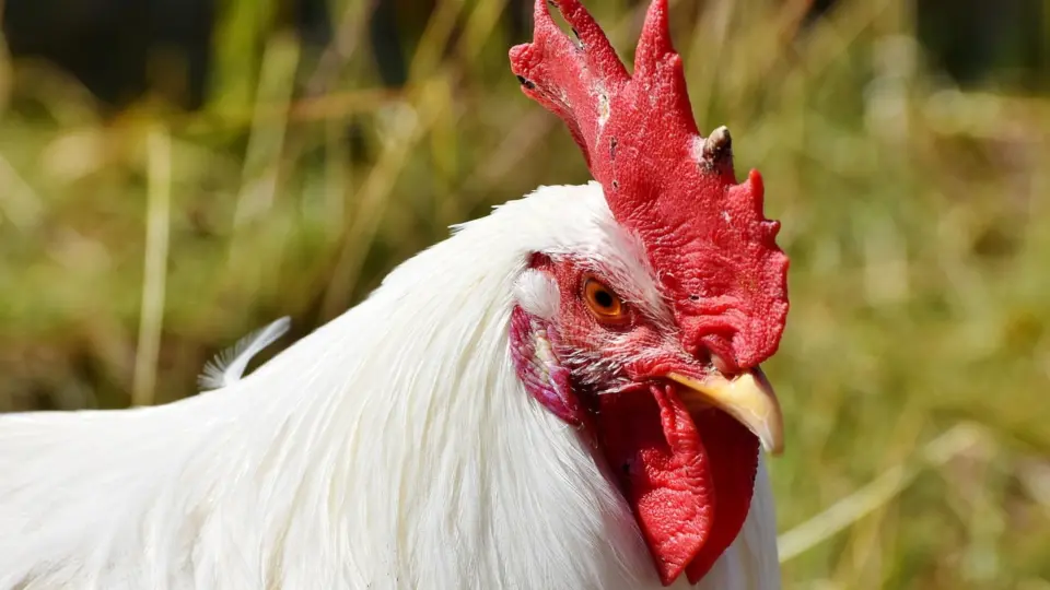 Após casos de gripe aviária em aves silvestres, Ministério da Agricultura declara estado de emergência zoossanitária