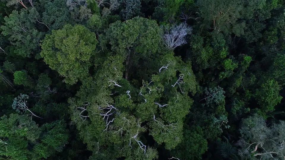 ONU: alterações climáticas estão ‘sem controle’. Brasil reduz desmatamento na Amazônia