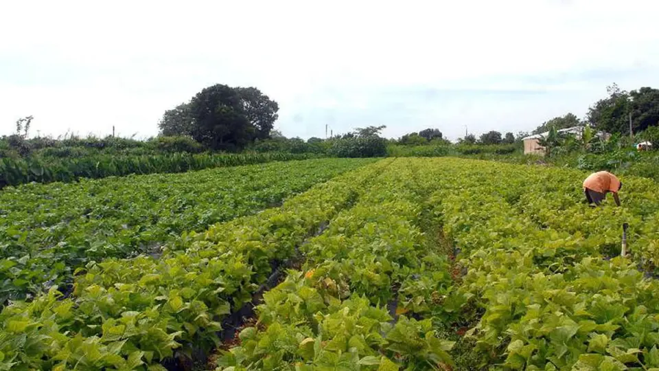 Governo lança Plano Safra para agricultura familiar da Amazônia