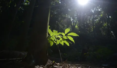 Grilagem do clima: empresas usam terras públicas para lucrar no mercado de créditos de carbono