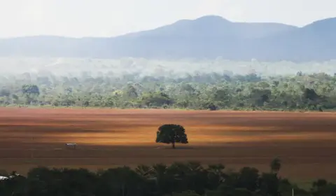 Desmatamento cai pela metade na Amazônia, mas cresce 43% no Cerrado